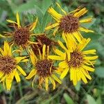 Inula salicina Fula