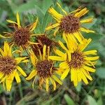 Inula salicina Flower