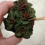 Peperomia verticillata Feuille