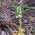 Goodyera repens Flower