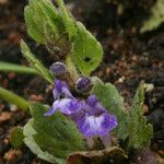 Scutellaria tuberosa Hábito