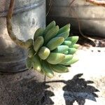 Sedum pachyphyllum Blad