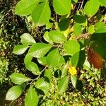 Vaccinium arboreum Leaf