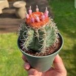 Melocactus matanzanus 葉