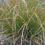 Carex testacea Lapas