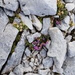 Saxifraga retusa List