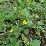 Calyptocarpus vialis Flower