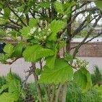 Crataegus coccinea Blatt