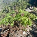 Daucus decipiens Lapas