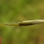 Nassella neesiana 其他