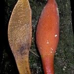 Balanophora fungosa Цвят