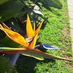 Strelitzia reginaeŽiedas