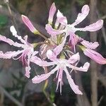 Nerine undulata Flower