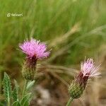 Klasea pinnatifida Flower