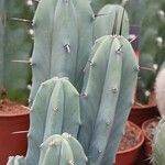 Myrtillocactus geometrizans 形态