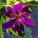 Iris ensata Blomst
