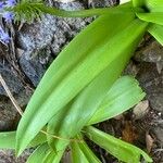 Scilla latifolia Leaf