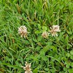 Trifolium repens പുഷ്പം