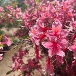 Rhododendron canescens Blomma