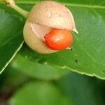 Euonymus japonicus Fruit