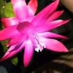 Schlumbergera bridgesii Flower