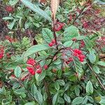 Cotoneaster salicifoliusFruit