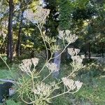 Arnoglossum atriplicifolium Flor