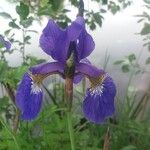 Iris sibirica Floro
