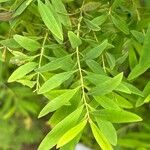 Hypericum glandulosum Leaf