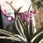 Tillandsia latifolia Fleur