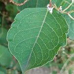 Reynoutria japonica List