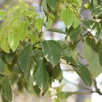 Cinnamomum camphora Levél