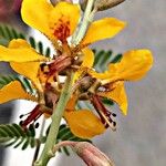 Hoffmannseggia glauca Flower