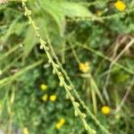 Verbena urticifolia Плід