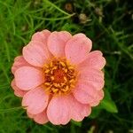 Zinnia peruviana 花