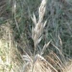 Bromus hordeaceus Gyümölcs