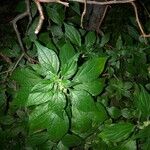 Parietaria officinalis Leaf