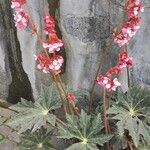 Begonia heracleifolia 形态