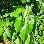 Euphorbia pulcherrima Foglia