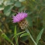 Centaurea decipiens Квітка