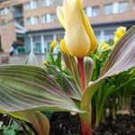 Tulipa greigii Flower