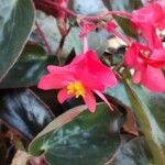 Begonia coccinea ᱵᱟᱦᱟ