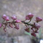 Polystachya concreta Flower