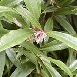 Sarcococca orientalis Květ