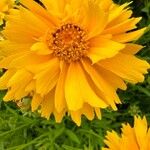 Coreopsis grandifloraЦвят