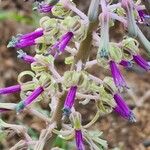 Ledebouria revoluta Цвят