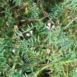 Vicia disperma 形态