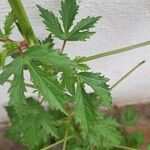 Hibiscus cannabinus Leaf