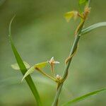 Calopogonium mucunoides ശീലം