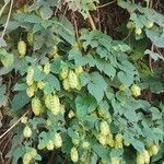 Humulus lupulusKvět